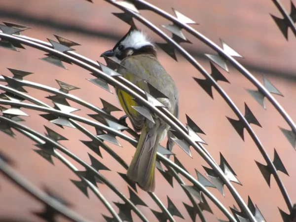 Razor Wire - Image 4